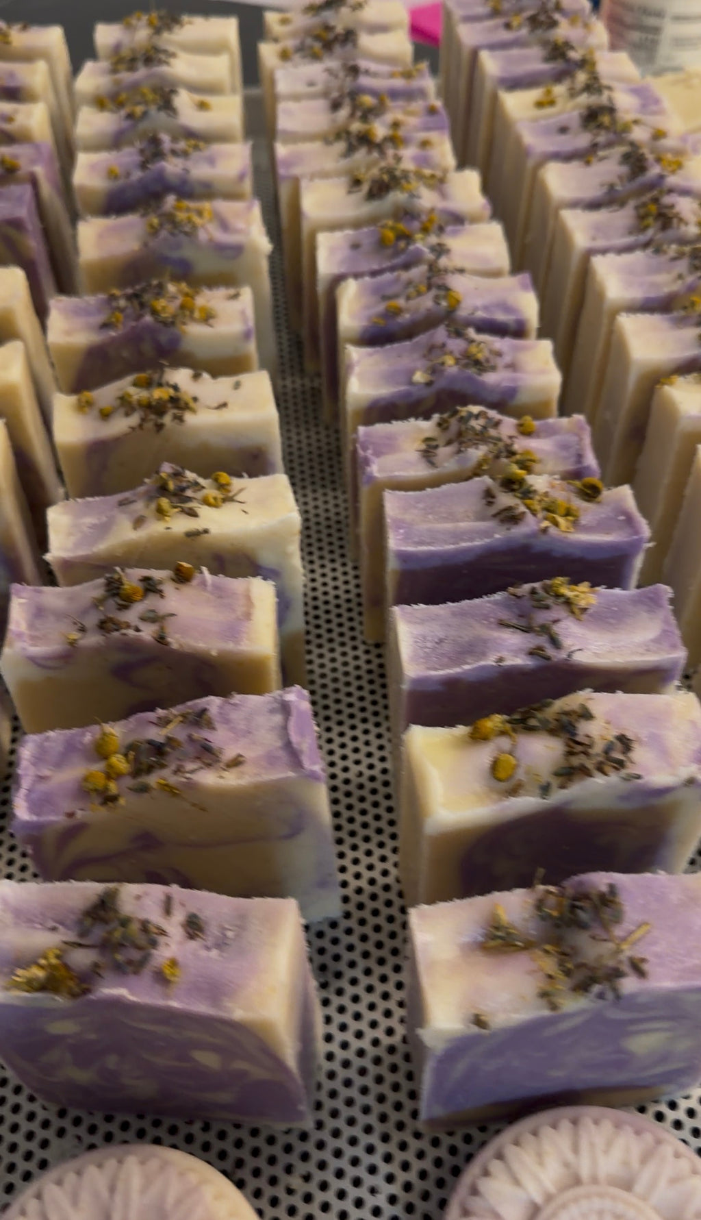 Chamomile Dreams with Probiotics